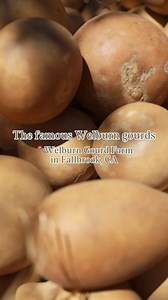 The famous Welburn Gourds! 🌱 Our hard-shell gourds put us on the map back in the 70’s, and we’ve been dedicated to improving our crop every single year since the 1800s!!! Today, Welburn Gourd Farm is recognized for having the highest quality hard-shell gourds around! As our customers and artists like to say… There’s no gourd like a Welburn Gourd! Our farm is open to the public. Come check out our famous gourds for yourself 🤎 📍40635 De Luz Rd Fallbrook, CA | Welburn Gourd Farm
