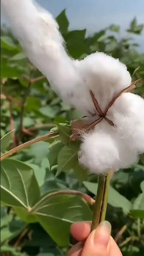 Inilah tanaman KAPAS dan berbagai Kegunaannya