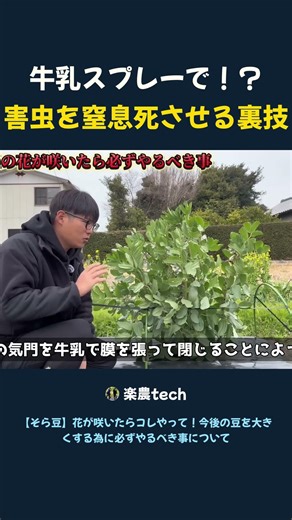 A trick to suffocate pests with milk spray.