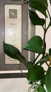 ✔GTM-SONG:"MIRACLE WORKER~JOY OF D'MORN/CANCION:MARAVILLA TRABAJADORA~ALEGRÍA DE LA MAÑANA"(12DEC25)