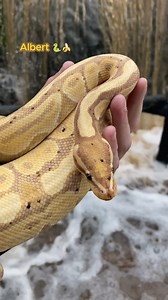 El lindo Albert es un pitón bola (Python regius) de fase "banana" ✨La #Herpetocultura es nuestro estilo de vida✨ #FamiliaAlternatus | Alternatus Uruguay