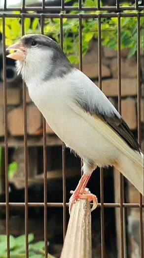 male singing canary | bird sound #birds #animals #canary #funnyanimals