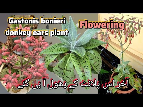 Gastonis bonieri donkey ears plant flowering / care tips //Bloom with SI