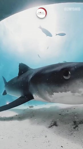 Inside a Shark: Terrifying Experience Revealed