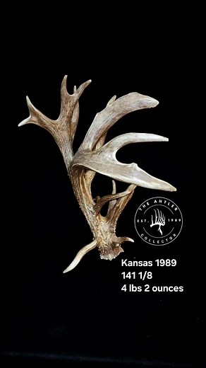 46K views · 513 reactions | Enjoy this reel folks here are 9 of 14 140 inch or bigger whitetail sheds ever found and recorded. Thanks have a great rest of your weekend. #deerhunting #shedhunting #whitetail #whitetaildeer #whitetailhunting #worldrecordwhitetail | The Antler Collector | Facebook