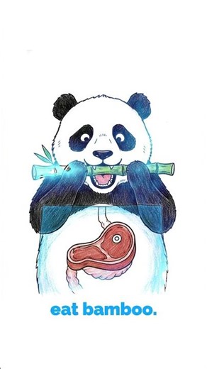 The Panda: Nature’s Trust Fund Baby 🐼