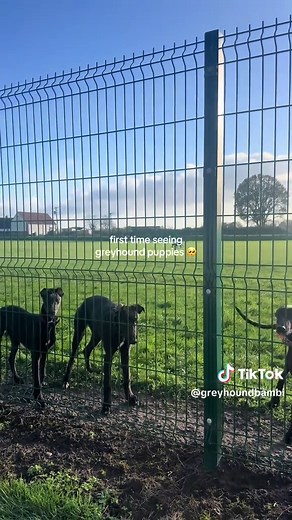 First Time Meeting Adorable Greyhound Puppies