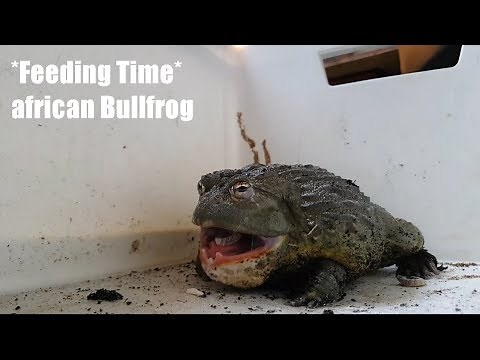 *FEEDING TIME* afrikanischer Ochsenfrosch | *FEEDING TIME* african Bullfrog