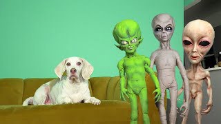 Dog unimpressed by alien prank compilation at home