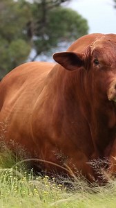 Hotspot STUD BULLS | BOND He was an outstanding calf from birth, and the heaviest Droughtmaster weaner calf we’ve ever had! BOND is out of a great cow and cow family and his first calves look very promising! • • • #genetics #studcattle #bond #jamesbond #heavycalves #hotspotcattle #africadroughtmasterstud #africadroughtmaster #farming #cattlefarm #droughtmasterstud #cattlestud #beesstoet #buycattle #droughtmastercow #hotspotdroughtmasters #droughtmasterauction #breederschoice #bond #jamesbond #he