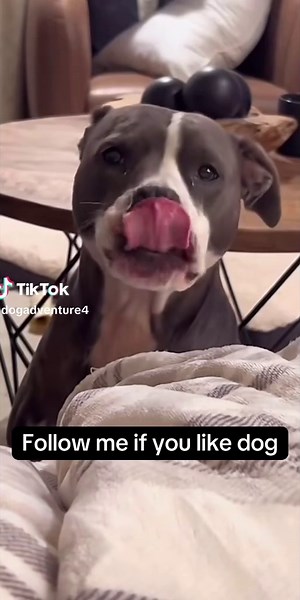 DogAdventure sur TikTok