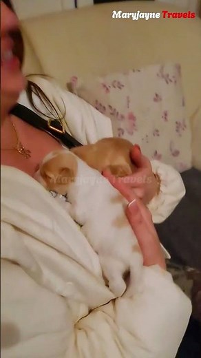 Breastfeeding Puppies: A Heartwarming Moment