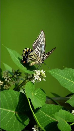 Is it true? 🦋 YES! These are Eastern Tiger Swallowtail