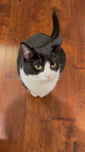 When the Kitten Begs for Food with Those Big Innocent Eyes 😭🐾 | Cow Cat Daily Life #pigfeed #cuteani