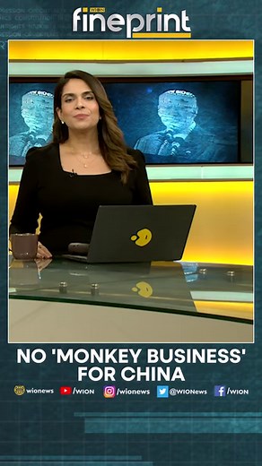 107K views · 895 reactions | China's ban on the export of monkeys for medical research is causing trouble for the pharmaceutical industry. Monkeys are used to test new drugs such as vaccines. Reports say the ban will help China's own medical companies. #WIONFineprint #monkey #China | WION | Facebook