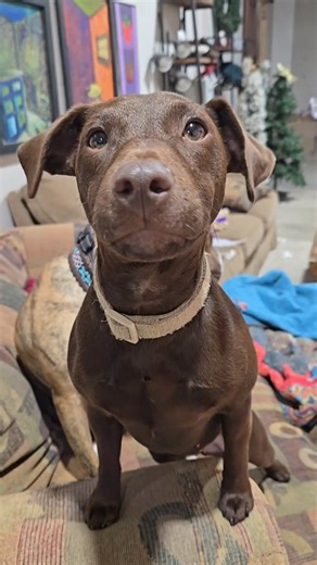 What do you think? Are dogs babies? 🍼👶🐶🐕🥺 #pennyhasspoken | Sarah Doyle