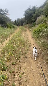 1.6K views · 45 reactions | Charlie taking the lead!  Yurt bath house update: Tried painting the walls using the Roman Clay technique. It didn’t go well. DIY is hard at times, but Al didn’t give up and when I got there it was perfect! I’ll post a pic at another time. Next step is putting the trim around the inside windows and doors. Getting closer!  #yurtlife #diy #offthegrid | Seane Corn | Facebook