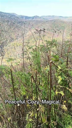 The Smoky Mountains in the Fall 🍁🏔️
