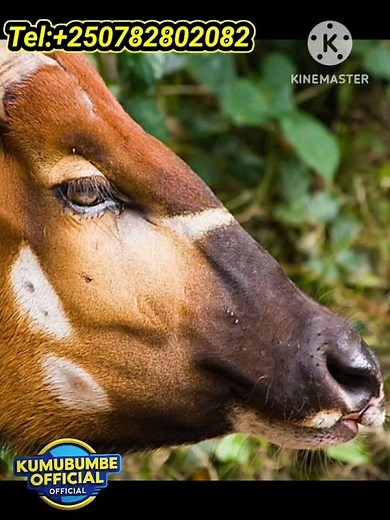 🛑Look the beauty of BONGO Animal.