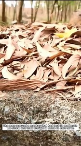 8K views · 150 reactions | baby monkey #monkey #babymonkey #short | Blue X Studio Imaginary Animals | Facebook