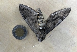 Large hornworm caterpillar grows up to be large moth