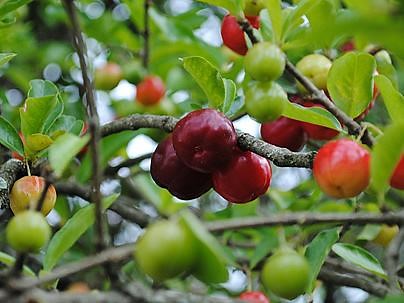 Acerola - Malpighia emarginata