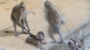 Breaking heart - when see Monkey mistreat tiny baby | Daily Monkey