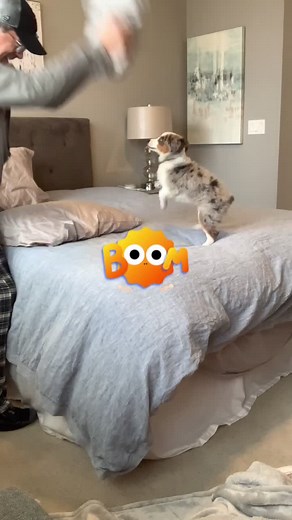 Making our BED! 😝#miniaussie #doggo #puppycomedy #dogcomedy #mansbestfriend #doggo #roughhouse