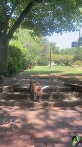 Arthur Chandler checking in…. It’s another hot one today, but mommy wanted to take me out for a quick outing just to get some fresh air because she’s been working extra days this week. 💙💙 Stay cool, everyone! | Buddy the Basset and Friends