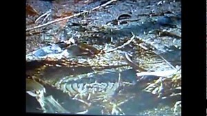 Decades of Horror- Dr. Tongue