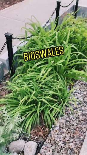 what is a bioswale? how about an awesome green solution to manage stormwater in urban areas! #engineering #civilengineering #bioswale #stormwater