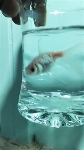 My White Goldfish 🤍#fish #goldfish