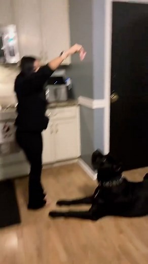 When you have a cane corso 😂😅🐾 Follow our page to see more photos, updates, and helpful care tips! ❤️ #canecorso #canecorsopuppy #canecorsolove #canecorsofans | Marcus Cane Corso Puppies For Adoption