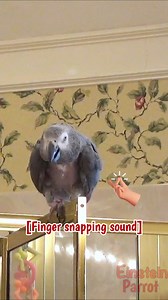 I've worn myself out dancing! I'm tired! #einsteinparrot #EinsteinTheParrot #FunnyParrot #parrots #africangreyparrots #talkingparrot #ParrotVideos | Einstein the Talking Texan Parrot
