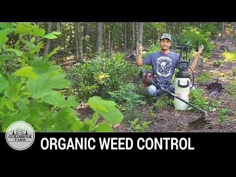 Killing the Weeds and NOT the Chickens! Glyphosate FREE Herbicide