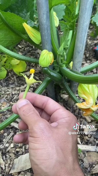 Astuces pour réussir la culture des courgettes
