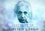 El cerebro de Einstein