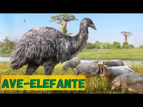 VOCÊ NÃO VAI ACREDITAR! A GIGANTE AVE-ELEFANTE! UM ANIMAL QUE VIVIA SOMENTE EM MADAGASCAR.