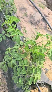 Farm update!. | Ken the farmer