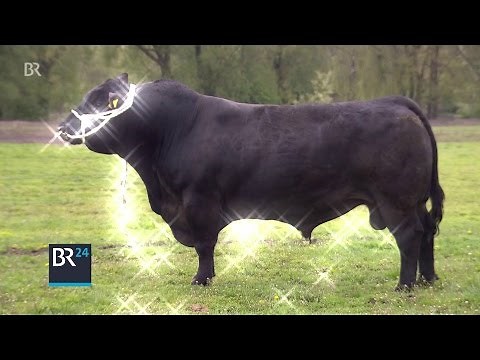 The Bull of Gundelfingen | BR24