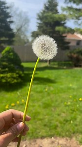 14K views · 985 reactions | Dandelion life in spring  | Naz Lifestyle | Facebook