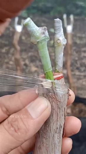 easy way to graft grape vines #grapegrafting #graftingtechniques #gardeningtips | Abi Garden