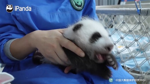 15K views · 1K reactions | The way of doing health examinations for giant pandas varies depending on their age. As for Su Shan’s cub, the keeper gently wipes the cub’s eyes with a damp cotton ball, checks whether its eyes have opened or not, and measures its body length. #CCRCGP #PandaFun #FBLive #HowGiantPandasGrowUp #BestJobInTheWorld For more panda information, please check out: https://en.ipanda.com | iPanda | Facebook