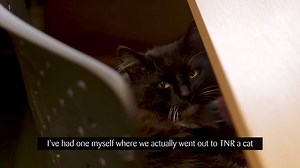 19K views · 451 reactions | Here's a sneak peek into the work of our Community Neutering Officers - visit: https://www.youtube.com/watch?v=tpZEJ8qi-JI&t=27s for the full video. | Cats Protection | Facebook