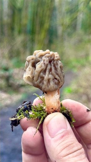 OMG! 😱 I Finally Found My First Verpa of the Season 🍄