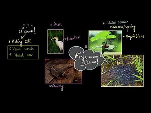 Frog morphology | Structural organisation in animals | Class 11 Biology | Khan Academy