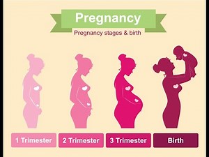 Fetus Development Week by Week /// 3rd Trimester ///