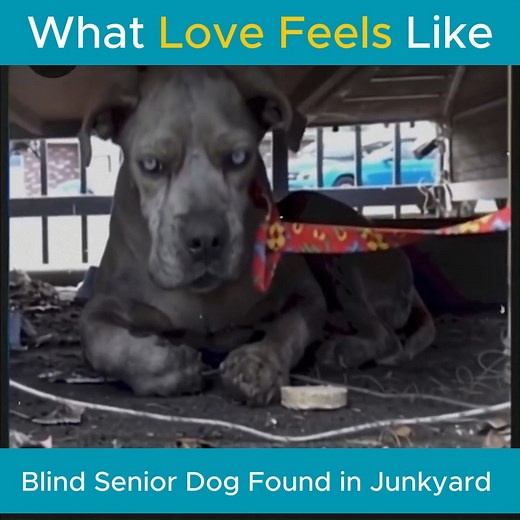 36K views · 2.2K reactions | Blind Senior Dog Found in Junkyard Finally Learns What Love Feels Like—[Full story in cᴑmments] | Hearts for Paws | Facebook
