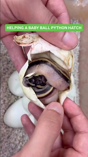Helping a baby Ball Python hatch