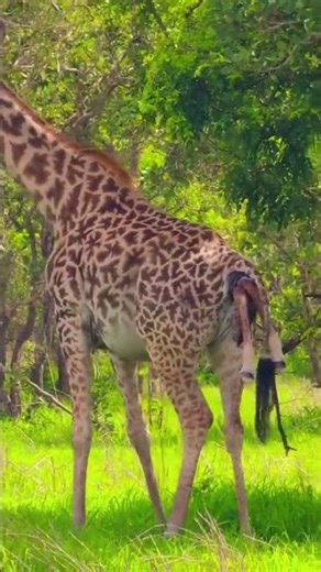Giraffe Birth in the Wild | A New Life Begins in Uganda #ugandasafari #wildlife #circleoflife